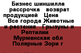 Бизнес шиншилла, рассрочка - возврат продукцией › Цена ­ 4 500 - Все города Животные и растения » Грызуны и Рептилии   . Мурманская обл.,Полярные Зори г.